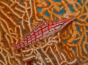 Ein leuchtend rot-weiß gemusterter Langnasenbüschelbarsch ruht auf einer strukturreichen Gorgonie. Der kleine Fisch zeigt das charakteristische Gittermuster und die typisch langen Rückenflossenstrahlen seiner Art.