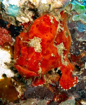 Ein leuchtend roter Anglerfisch sitzt gut getarnt zwischen Schwämmen und anderen Meeresorganismen auf dem Riffgrund. Der Fisch zeigt seine charakteristische warzige Haut und die typische gedrungene Körperform, während er bewegungslos auf Beute wartet.