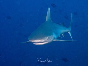 Ein Grauer Riffhai (Carcharhinus amblyrhynchos) schwimmt frontal auf die Kamera zu im tiefen Blauwasser der Malediven. Im Hintergrund weitere Fische und ein zweiter Hai in der Tiefe.