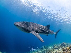 Ein Walhai (Rhincodon typus) schwimmt majestätisch unter der Wasseroberfläche über einem Korallenriff in den Malediven. Das weiße Punktmuster auf dem dunklen Körper glänzt im Sonnenlicht.