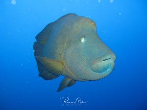 Ein imposanter Napoleon-Lippfisch schwimmt majestätisch durch das blaue Wasser. Der große Fisch zeigt seinen charakteristischen buckligen Stirnwulst und die markanten wulstigen Lippen, während er neugierig in Richtung Kamera blickt.