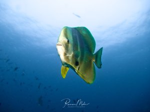 Ein Fledermausfisch schwimmt elegant durch das tiefblaue Wasser. Die Wasseroberfläche ist gut erkennbar