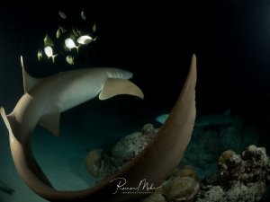 Ein Ammenhai windet sich bei einem Nachttauchgang über einem Riffstück. Kleine Fische leuchten im Blitzlicht auf, weitere Ammenhaie sind im dunklen Hintergrund zu erkennen.