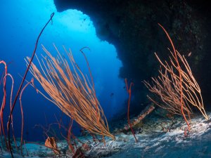 Schlanke Peitschenkorallen wachsen aus dem Sandboden unter einem Felsüberhang. Das tiefe Blau des offenen Wassers im Hintergrund kontrastiert eindrucksvoll mit den orange-roten Korallen.