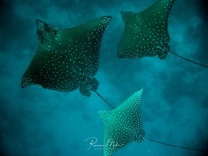Drei Gefleckte Adlerrochen gleiten majestätisch durch das blaue Wasser, ihre charakteristischen weißen Punkte sind deutlich auf der dunklen Oberseite zu erkennen. Die eleganten Rochen schwimmen in Formation und zeigen ihre typische diamantförmige Körperform mit den langen, peitschenartigen Schwänzen.
