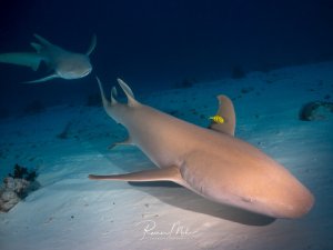 Zwei Ammenhaie auf dem Sandboden, ein kleiner gelber Lotsenfisch begleitet den vorderen Hai an der Seitenflosse. Ein zweiter Ammenhai nähert sich im Hintergrund.