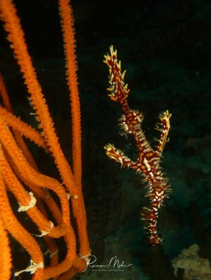 Ein Geisterpfeifenfisch schwimmt vertikal zwischen den Armen einer orangefarbenen Peitschenkoralle. Der schlanke Fisch zeigt die typische aufrechte Schwimmhaltung und tarnt sich perfekt zwischen den Korallenästen mit seinem rot-weißen Streifenmuster.