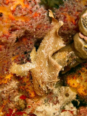 Eine perfekt getarnte Schaukelfisch sitzt zwischen bunten Weichkorallen und Schwämmen auf dem Riff. Die bräunlich-gelbe Färbung und die fleischigen Hautlappen des Fisches verschmelzen nahezu vollständig mit der Umgebung aus orangen und rötlichen Korallen.