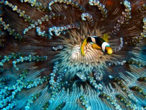 Ein Clownfisch ruht zwischen den Tentakeln seiner Wirtsanemone und zeigt das perfekte Beispiel für eine Symbiose im Riff. Die charakteristische orange-weiße Färbung mit schwarzen Bändern steht im schönen Kontrast zu den bräunlich-grünen Tentakeln der Anemone.