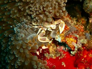 Eine Porzellankrebs versteckt sich zwischen den Tentakeln einer Blasenanemone auf einem bunten Korallenriff. Der zierliche Krebs mit seinen charakteristischen gepunkteten Scheren nutzt die Anemone als Schutz, während er von deren Nahrungsresten profitiert - ein typisches Beispiel für Kommensalismus im Riff.