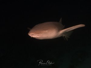 Ein Ammenhai schwimmt ruhig durch das dunkle Wasser während eines Nachttauchgangs. Der Hai zeigt seine charakteristische stumpfe Schnauze und die typischen Barteln am Maul, die ihm bei der Nahrungssuche am Meeresboden helfen.
