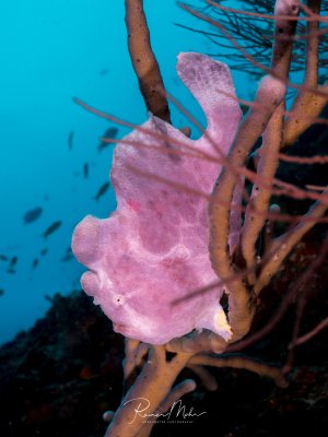 Ein rosa Anglerfisch hält sich an den Ästen einer Schwarzen Koralle fest und ist durch seine Körperform und Färbung perfekt getarnt. Im Hintergrund schwimmen kleine Rifffische im blauen Wasser.