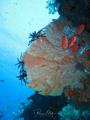 Eine große Gorgonie (Fächerkoralle) wächst von einer bunten Riffwand ins blaue Wasser. Mehrere schwarze Haarsterne haben sich auf der Koralle niedergelassen und nutzen sie als erhöhten Platz zum Filtrieren von Nahrungspartikeln aus der Strömung.