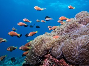 Eine lebhafte Riffszene zeigt einen Schwarm rosa-oranger Anemonenfische, die um und über ihrer Wirtsanemone schwimmen. Die großen Seeanemonen mit ihren charakteristischen tentakelartigen Polypen bieten den Clownfischen Schutz, während diese in typischer Symbiose dicht bei ihrer Behausung bleiben.