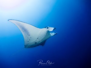 Ein majestätischer Mantarochen gleitet elegant durch das tiefblaue Wasser. Die charakteristischen dunklen Flecken auf der weißen Unterseite und die imposanten Brustflossen sind deutlich zu erkennen, während das Tier in perfekter Schwimmhaltung fotografiert wurde.