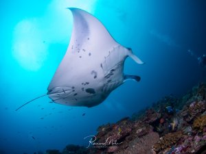 Ein majestätischer Mantarochen gleitet elegant über ein buntes Korallenriff. Die charakteristischen dunklen Flecken auf der weißen Unterseite und der lange, dünne Schwanz sind deutlich zu erkennen. Im Hintergrund scheint helles Sonnenlicht durch das blaue Wasser.