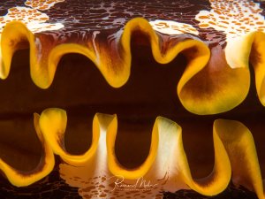 Supermakro-Aufnahme des gewellten Mantelrandes einer Muschel. Die leuchtend gelb-orangen, wellenförmig gefalteten Ränder kontrastieren eindrucksvoll mit dem dunkelbraunen Muster der Muschelschale.