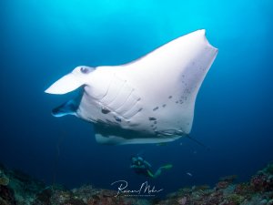 Ein majestätischer Mantarochen gleitet elegant durch das blaue Wasser über einem Korallenriff, während ein Taucher die beeindruckende Begegnung beobachtet. Die charakteristischen dunklen Flecken auf der weißen Unterseite und die gewaltigen Brustflossen des Mantarochens sind deutlich sichtbar.