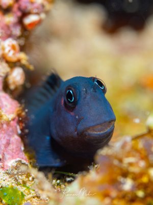Ein dunkler Schleimfisch (Ecsenius) schaut neugierig aus seinem Loch im Korallenriff heraus. Die großen runden Augen und das breite Maul verleihen ihm einen freundlichen Ausdruck.
