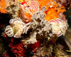Eine farbenprächtige Riffszene zeigt verschiedene Nacktschnecken auf einem mit Schwämmen und Korallen bewachsenen Untergrund. Im Zentrum sind weiße, durchscheinende Nacktschnecken mit schwarzen Punkten und charakteristischen Kiemenbüscheln zu sehen, umgeben von leuchtend orangefarbenen und roten Schwämmen.