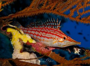 Ein rot-weiß gestreifter Langnasenbüschelbarsch sitzt in deiner Gorgonie. Der kleine Riffbarsch zeigt seine charakteristische längliche Körperform und die markante Streifenzeichnung, während er zwischen gelben Schwämmen und orangefarbenen Korallen navigiert.
