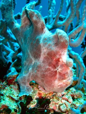 Ein rosa Anglerfisch sitz zwischen hellbauem Schwämmen und lauert seiner Beute auf