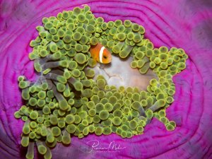 Ein Malediven-Anemonenfisch versteckt sich zwischen den grünen Blasententakeln einer leuchtend pink-magentafarbenen Prachtanemone. Die Farbkombination aus Orange, Grün und Pink ergibt ein besonders farbenfrohes Bild.