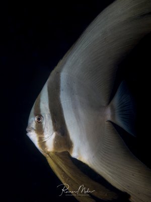 Porträtaufnahme eines Rundkopf-Fledermausfisches vor dunklem Hintergrund. Der scheibenförmige Körper mit den langen, geschwungenen Flossen und das markante Gesicht sind eindrucksvoll ausgeleuchtet.