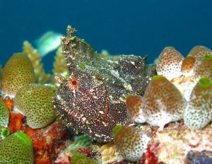 Ein perfekt getarnter Schaukelfisch sitzt zwischen Korallen und zeigt seine außergewöhnliche Tarnung. Der Fisch ist mit Hautlappen und Auswüchsen bedeckt, die ihn nahezu unsichtbar zwischen den strukturierten Korallen machen - ein beeindruckendes Beispiel für Anpassung und Camouflage.