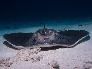 Ein großer Stechrochen liegt ruhend auf dem sandigen Meeresboden. Der Rochen zeigt seine charakteristische dunkle Oberseite und den typischen langen, peitschenartigen Schwanz mit Giftstachel.
