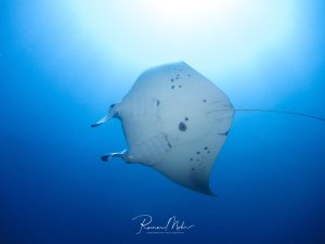 Ein majestätischer Manta gleitet elegant durch das tiefblaue Wasser. Die charakteristischen dunklen Flecken auf der weißen Unterseite und die typische rautenförmige Körperform sind deutlich zu erkennen, während das Tier seine beeindruckenden Brustflossen ausbreitet.