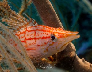 Ein Langschnäuziger Büschelbarsch mit charakteristischen roten Querstreifen auf weißlichem Grund sitzt zwischen Korallenzweigen. Der kleine Riffbewohner zeigt sein typisches Verhalten, sich in der Nähe von Hartkorallen aufzuhalten und dabei seine leuchtenden Farben zu präsentieren.