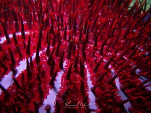 Eine spektakuläre Nahaufnahme einer Dornenkrone zeigt die charakteristischen langen, dunkelroten bis schwarzen Stacheln in beeindruckender Detailschärfe. Die radiäre Anordnung der Stacheln und die intensive Rotfärbung unter Kunstlicht schaffen ein faszinierendes geometrisches Muster.