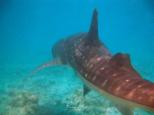 Ein majestätischer Walhai schwimmt ruhig über den sandigen Meeresboden. Die charakteristischen weißen Punkte und Linien sind deutlich auf der dunkelgrauen Haut zu erkennen, während der sanfte Riese seine imposante Größe zur Schau stellt.