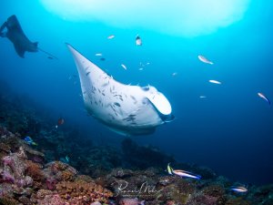 Ein majestätischer Riffmanta gleitet elegant über eine lebendige Korallenlandschaft, während kleine Riffische um ihn herumschwimmen. Die charakteristische weiße Unterseite mit den dunklen Fleckenmustern ist deutlich zu erkennen, und im Hintergrund sind weitere Mantas im blauen Wasser zu sehen.