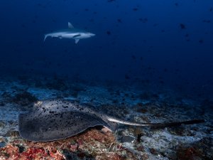 Ein großer Schwarzpunkt-Stechrochen ruht auf dem Riffboden, während ein Grauer Riffhai darüber hinweggleitet. Zahlreiche kleine Rifffische beleben die Szene.