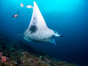 Ein majestätischer Mantarochen gleitet elegant über ein Korallenriff, während kleine Putzerfische an seiner Unterseite arbeiten. Im Hintergrund sind weitere Rifffische zu sehen, die diese beeindruckende Putzerstation umgeben.