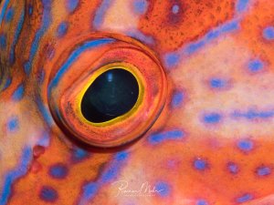 Extreme Nahaufnahme des Auges eines Juwelen-Zackenbarsches. Die leuchtend orange-rote Haut mit charakteristischen blauen Punkten und die detailreiche Iris sind in dieser Supermakro-Aufnahme eindrucksvoll festgehalten.