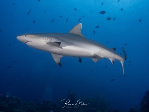 Ein Grauer Riffhai (Carcharhinus amblyrhynchos) gleitet seitlich durch das Blauwasser über dem Riff. Im Hintergrund schwimmen weitere Fische. Die stromlinienförmige Silhouette ist perfekt zu sehen.