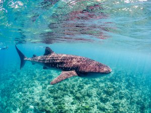 Ein Walhai (Rhincodon typus) schwimmt knapp unter der Wasseroberfläche im Flachwasser der Malediven. Die Spiegelung an der Oberfläche und die Sonnenstrahlen erzeugen eine lebendige Atmosphäre.