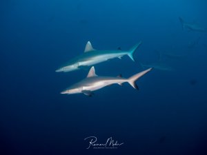 Zwei Graue Riffhaie schwimmen Seite an Seite durch das tiefblaue Wasser. Weitere Haie sind schemenhaft im Hintergrund zu erkennen.