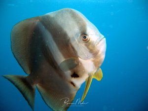 Ein Langflossen-Fledermausfisch schwimmt elegant vor tiefblauem Wasser. Der silbrig-graue Fisch mit seiner charakteristischen hohen, seitlich abgeflachten Körperform und den langen gelben Bauchflossen ist im Portrait-Stil fotografiert und zeigt deutlich sein markantes Auge und die typischen dunklen Körperstreifen.