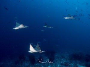 Vier Adlerrochen gleiten in Formation über das Riff. Ihre gepunkteten Rücken und die weißen Bauchseiten sind in der Weitwinkelaufnahme eindrucksvoll festgehalten.
