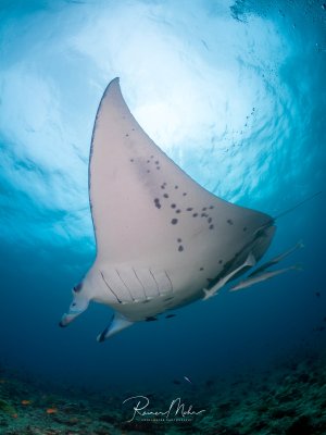 Ein Riffmanta gleitet majestätisch über den Betrachter hinweg. Die Aufnahme von unten zeigt die individuelle Bauchzeichnung und die Kiemenschlitze, im Hintergrund bricht das Sonnenlicht durch die Wasseroberfläche.