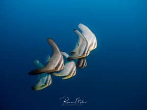 Eine kleine Gruppe von Langflossen-Fledermausfischen schwimmt elegant durch das tiefblaue Freiwasser. Die silbrig-weißen Fische mit ihren charakteristisch verlängerten Rücken- und Afterflossen zeigen ihre typische Schwarmformation.