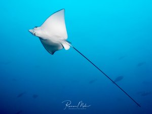 Ein Adlerrochen (Aetobatus narinari) schwimmt elegant durch das offene Blauwasser. Der lange peitschenartige Schwanz und die markante Körperform sind deutlich sichtbar.