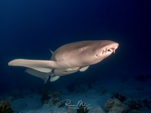 Ein Ammenhai schwimmt dicht über dem Sandboden entlang. Die charakteristischen Barteln am Maul und die Schiffshalter am Körper sind gut sichtbar, im Hintergrund vereinzelte Korallen.
