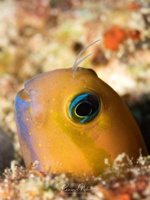Ein Schleimfisch mit charakteristischem großem Auge und leuchtend gelb-oranger Färbung lugt aus seinem Versteck zwischen Korallen und Sediment hervor. Das markante türkisblaue Auge mit schwarzer Pupille und der kleine Fortsatz über dem Kopf sind typisch für diese Art.