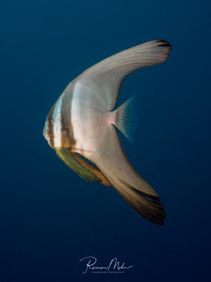 Ein Langflossen-Fledermausfisch schwebt elegant im tiefblauen Freiwasser. Der silbrig-weiße Fisch mit seinen charakteristisch verlängerten Rücken- und Afterflossen und der gelblichen Bauchfärbung zeigt die typische Körperform dieser Art im Blauwasser.