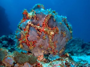 Auf dem Bild ist ein Anglerfisch (Antennariidae) zu sehen, ein spezialisierter Meeresbewohner, der für seine hervorragenden Tarnfähigkeiten bekannt ist. Dieser Fisch imitiert das Aussehen von Schwämmen oder Steinen, um sich vor Raubtieren zu verstecken und Beute anzulocken.Anglerfische sind Lauerjäger, die sich kaum bewegen und darauf warten, dass Beute in ihre Nähe kommt.